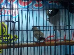 socity finch breedr pair 03065086613 whtasp only