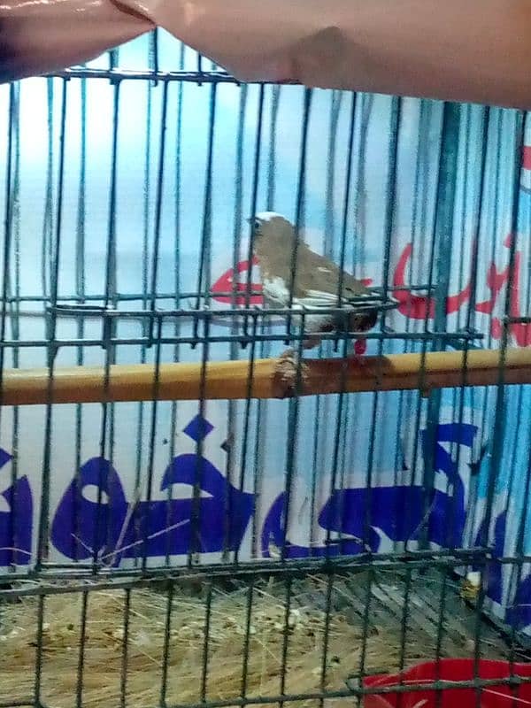 socity finch breedr pair 03065086613 whtasp only 2