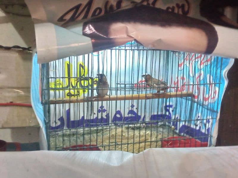 socity finch breedr pair 03065086613 whtasp only 5