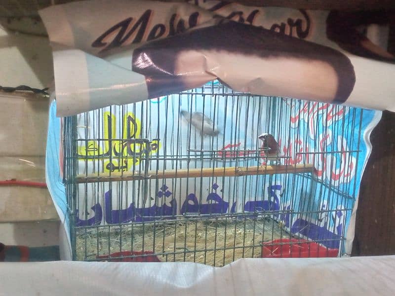 socity finch breedr pair 03065086613 whtasp only 6