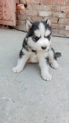 husky Dog