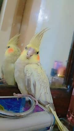 cockatiel