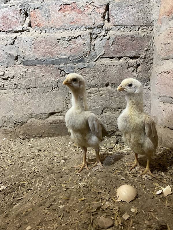 White Shamo Chicks 2