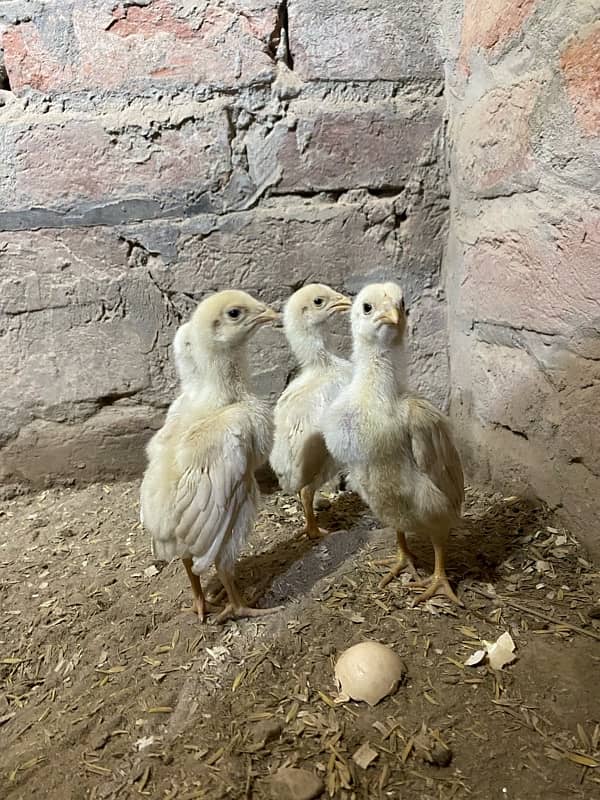 White Shamo Chicks 3