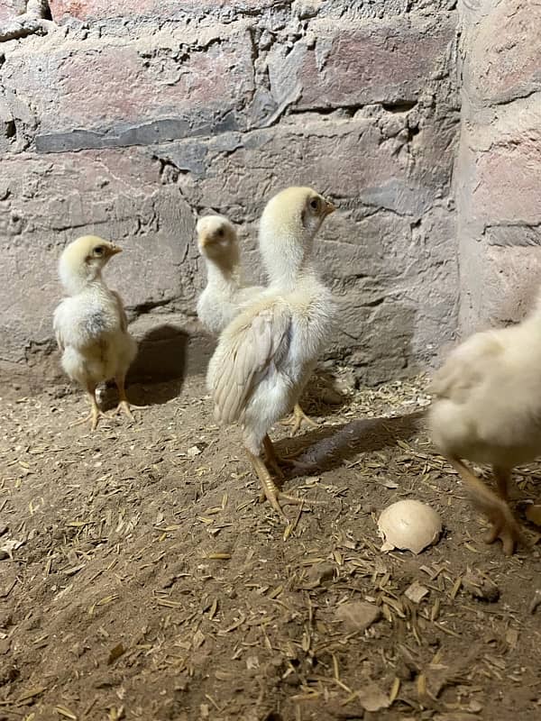 White Shamo Chicks 4