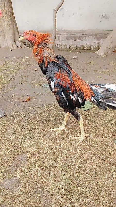 aseel Hen for sale 0