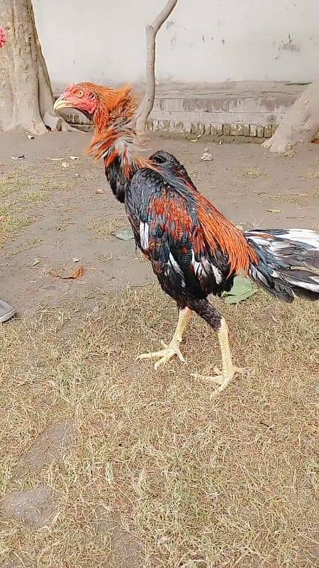 aseel Hen for sale 2