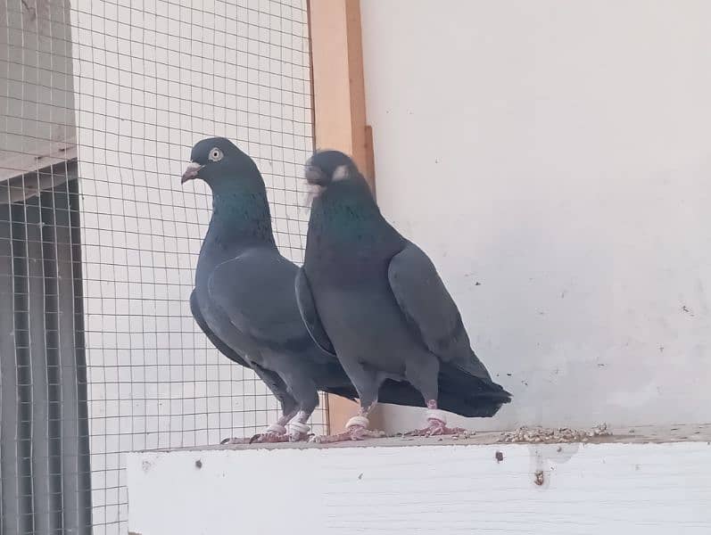 Out Class Neelay (Black) + Cheena Teddy for Sale 1