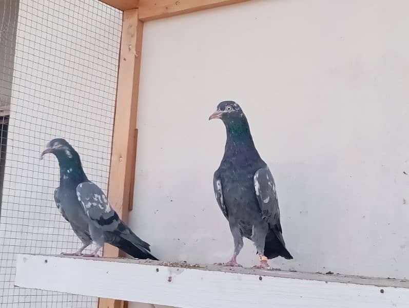 Out Class Neelay (Black) + Cheena Teddy for Sale 4