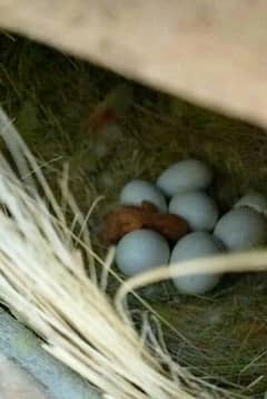 Love birds pair with eggs and box and cages