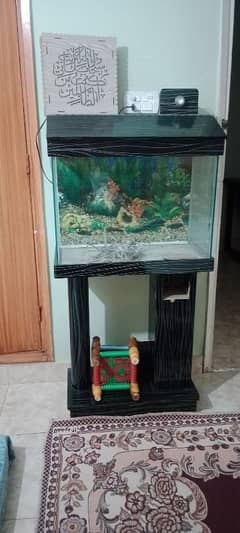 fish aquarium