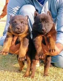 black German Shepherd long coa / puppy / GSD pup  /German Shepherd Dog