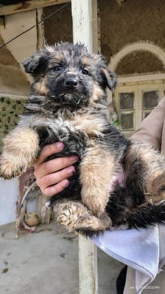 German Shepherd puppies