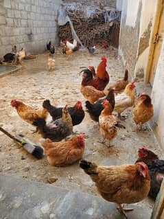 desi hens for sale 1200