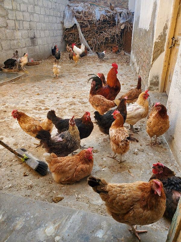 desi hens for sale 1200 0