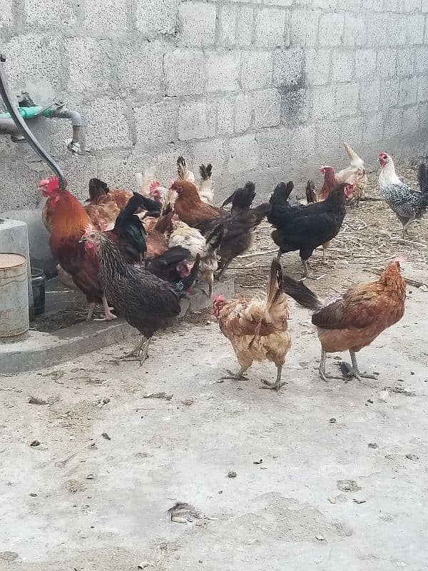 desi hens for sale 1200 1