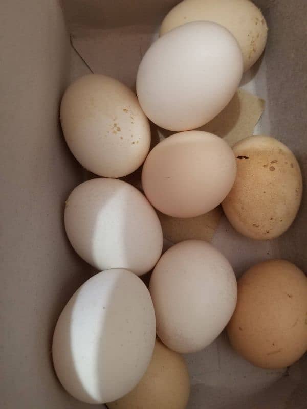 desi hens for sale 1200 2