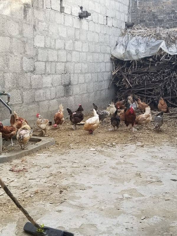 desi hens for sale 1200 3