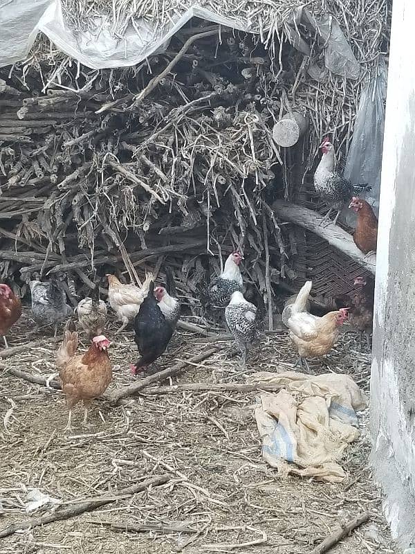 desi hens for sale 1200 4