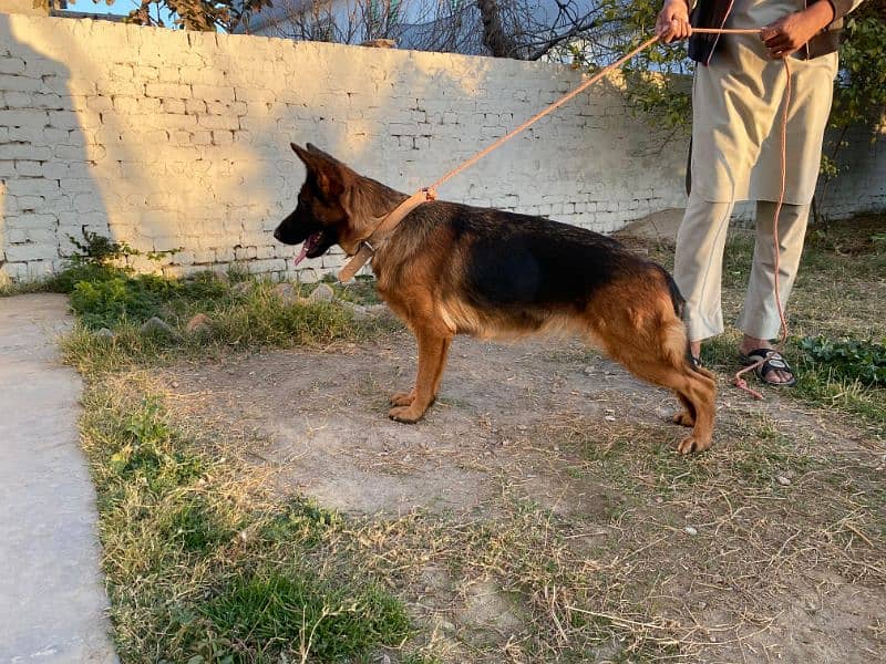 pedigree German Shepherd Female 0