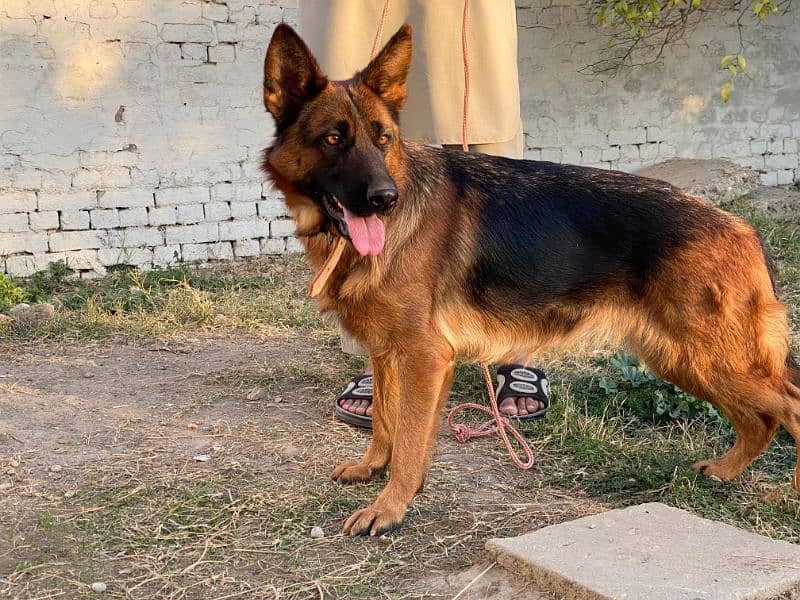 pedigree German Shepherd Female 1