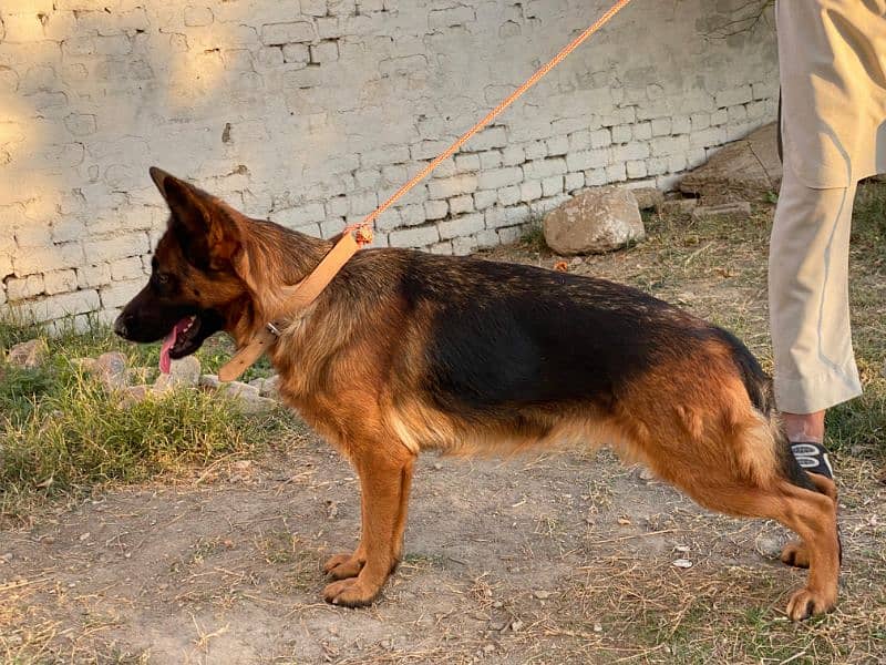 pedigree German Shepherd Female 2