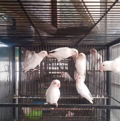 Albino Red Eyes Breader Pairs