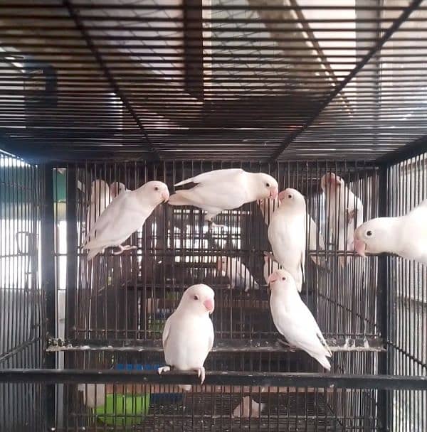 Albino Red Eyes Breader Pairs 0