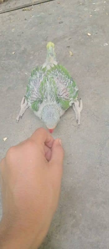 Raw Pahari parrot 0