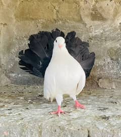 blacktail breader male for sale 03416742973