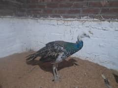 Peacock female