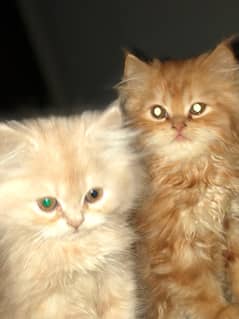 Persian kittens age 2.5 months