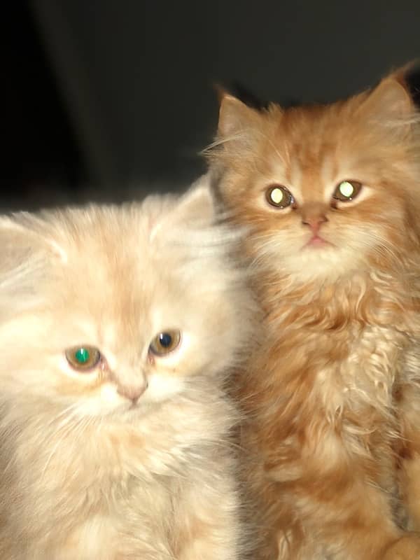 Persian kittens age 2.5 months 0