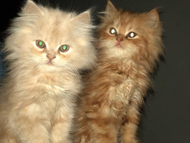 Persian kittens age 2.5 months 1