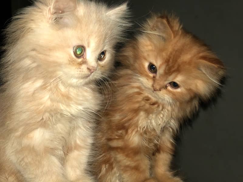 Persian kittens age 2.5 months 2