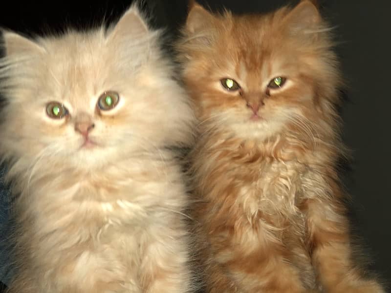 Persian kittens age 2.5 months 3