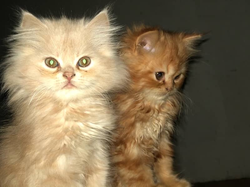 Persian kittens age 2.5 months 4