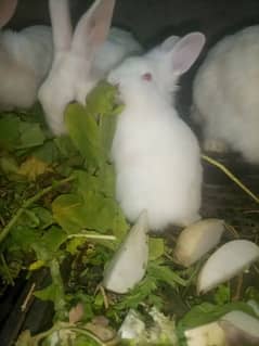 Rabbit pair age 8 months