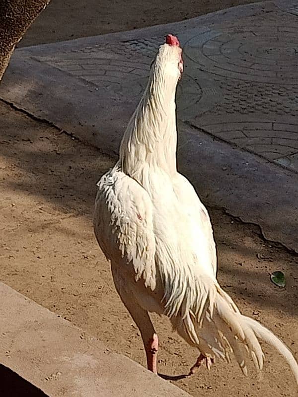 pura white heera breed available for all over in Pakistan 3