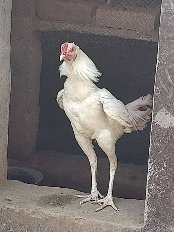 pura white heera breed available for all over in Pakistan 4