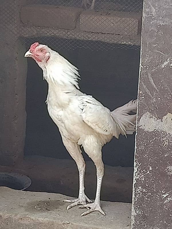 pura white heera breed available for all over in Pakistan 5