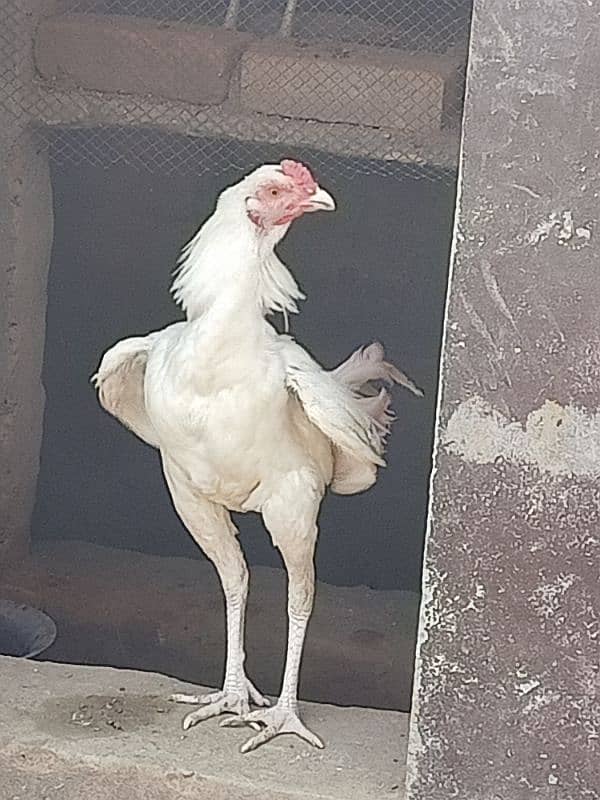 pura white heera breed available for all over in Pakistan 7