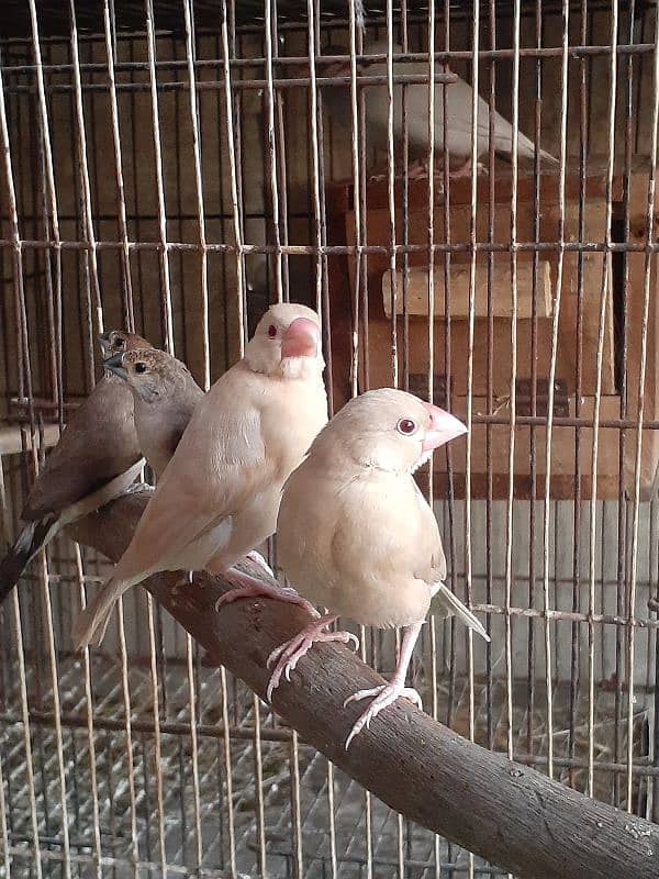 fown finche pair and silver bill pair and silver jawa female 0