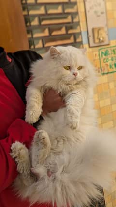 Persian male cat