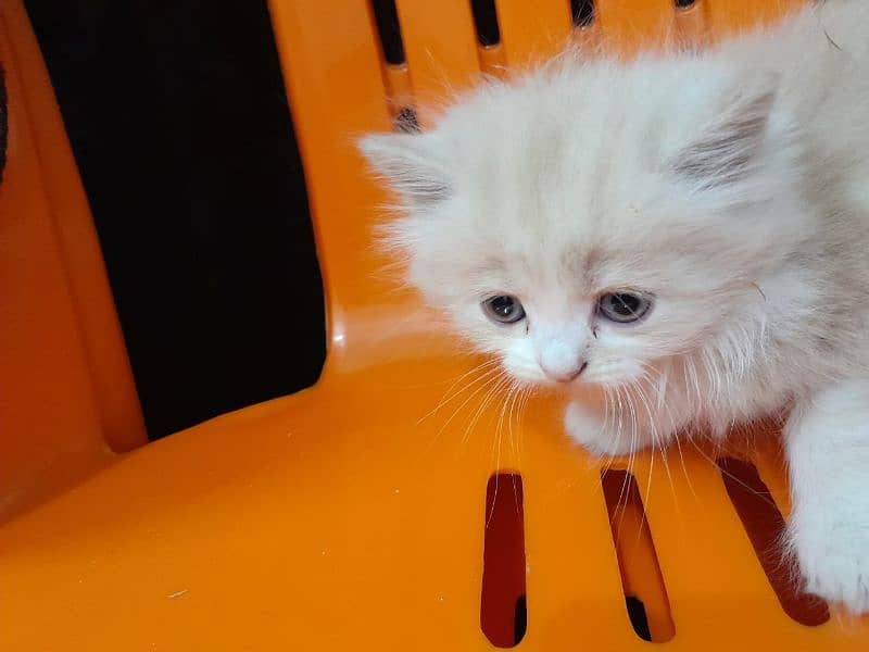 Persian kitten 2months old Litter Trained 3