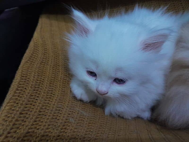 Persian kitten 2months old Litter Trained 4