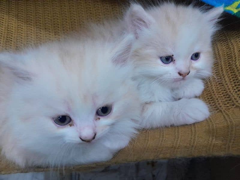 Persian kitten 2months old Litter Trained 5