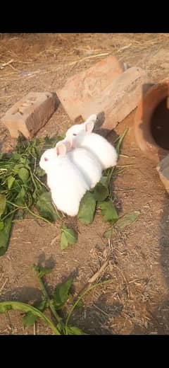 FULL WHITE RED EYE RABBITS