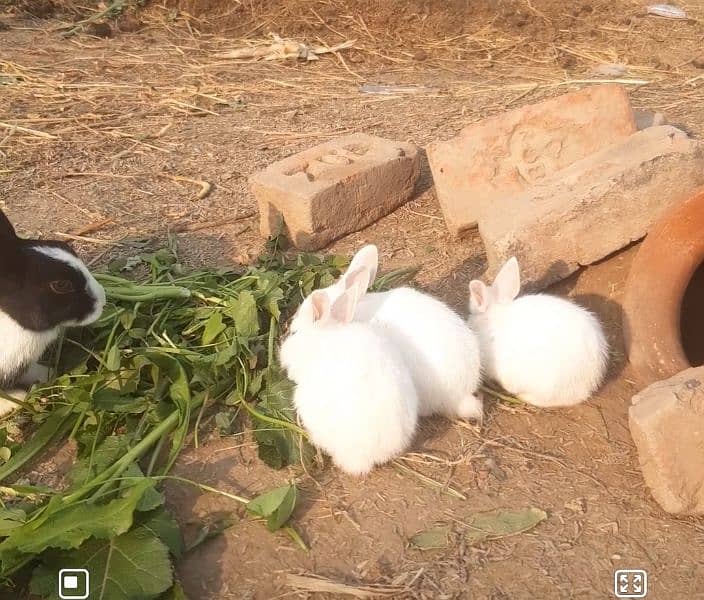 FULL WHITE RED EYE RABBITS 1