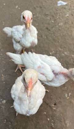 Pure heera hera hira aseel chicks available paper white